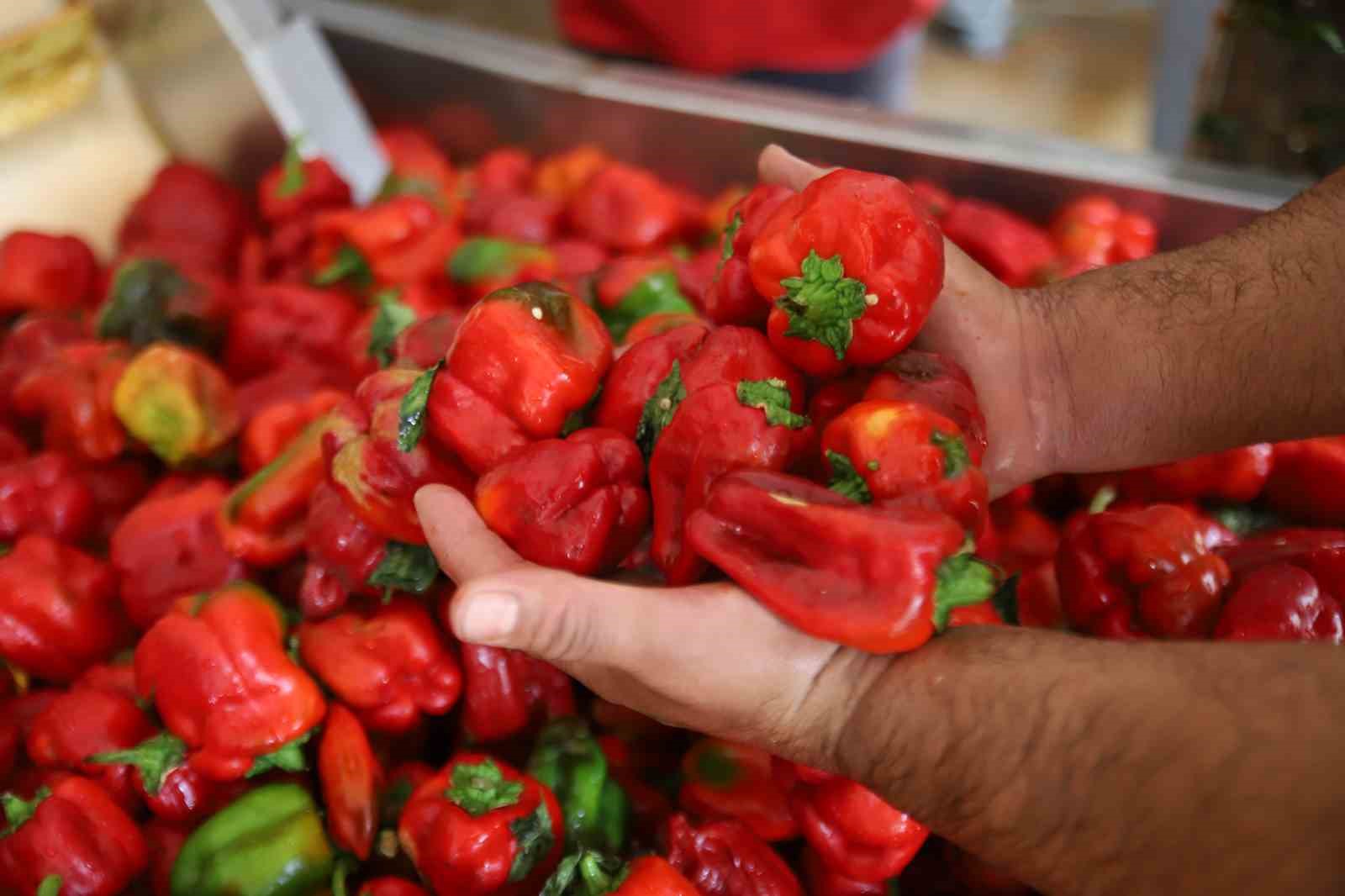 Gaziantep’te kışlık salça mesaisi başladı