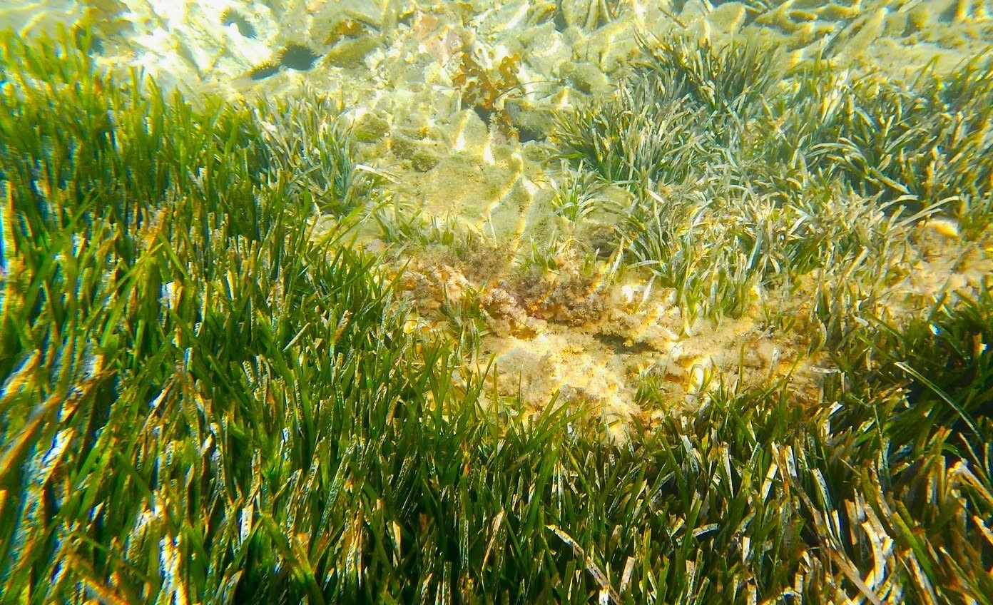Kuşadası’nda deniz çayırları için kritik uyarı