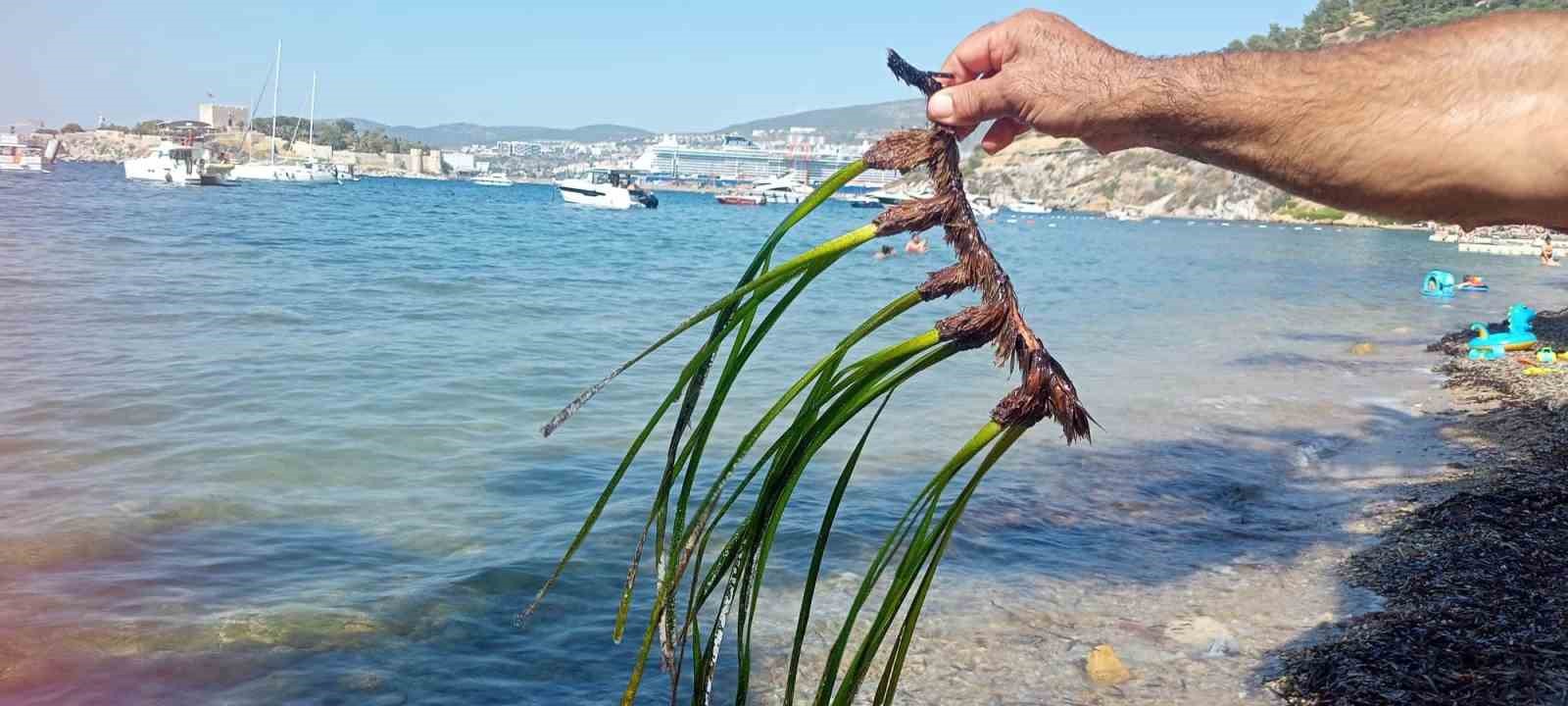 Kuşadası’nda deniz çayırları için kritik uyarı
