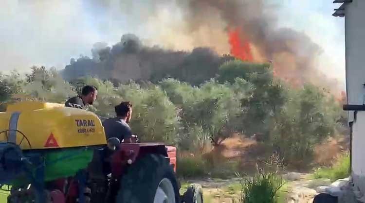 Aksu’da ormanlık ve zeytinlik alanda yangın