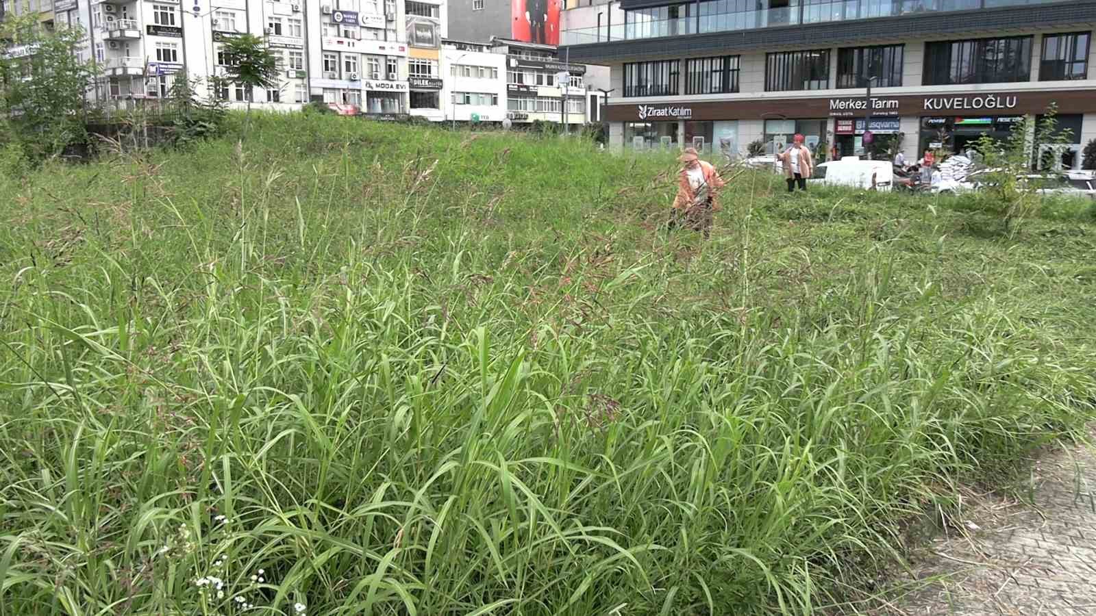 Şehir merkezinde tırpanla geçim mücadelesi