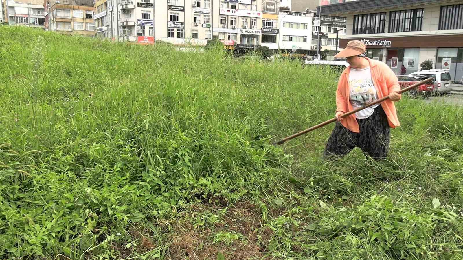 Şehir merkezinde tırpanla geçim mücadelesi