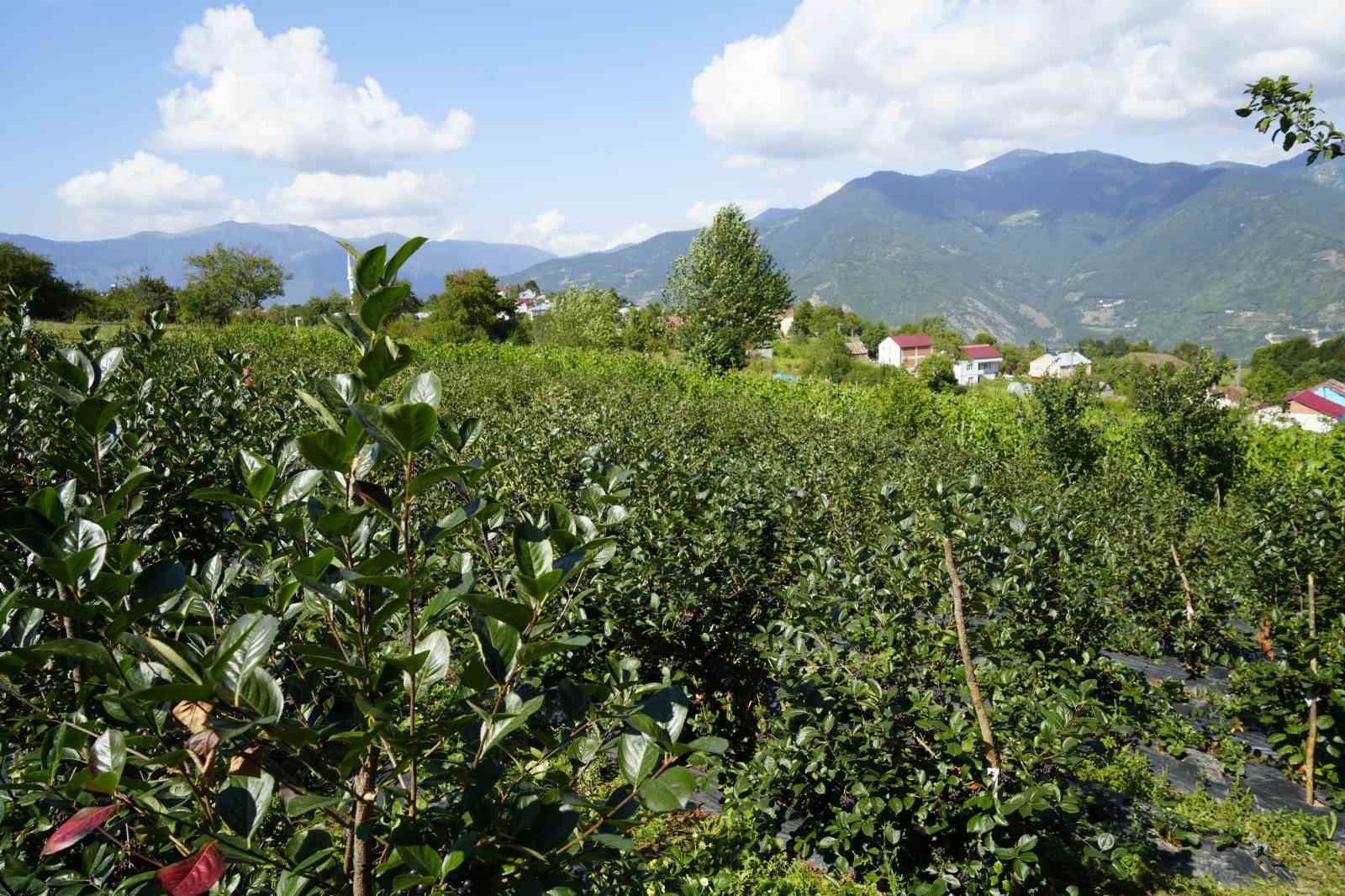 Gümüşhane’de aronya bereketi: 75 ton rekolte bekleniyor