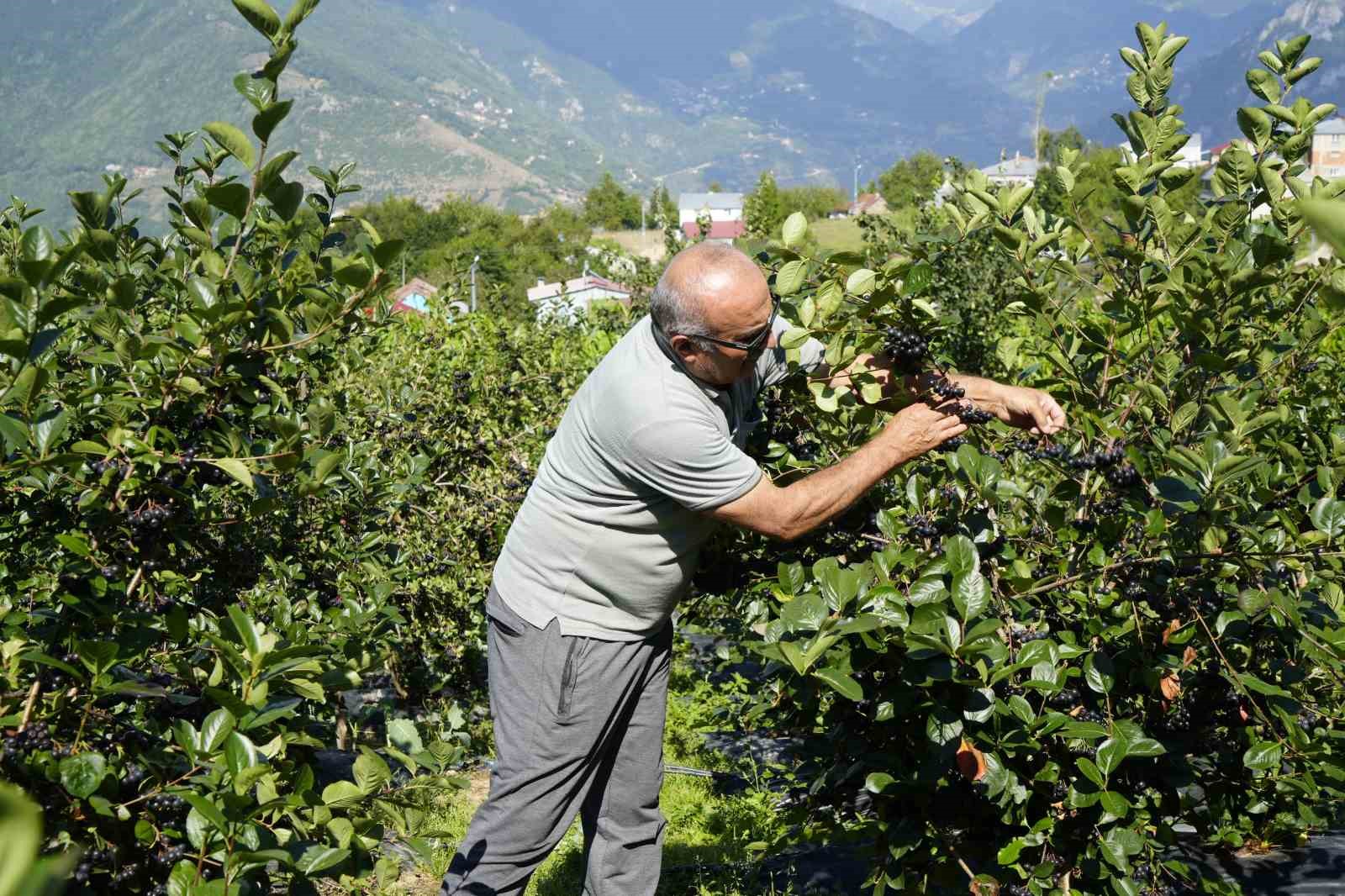 Gümüşhane’de aronya bereketi: 75 ton rekolte bekleniyor