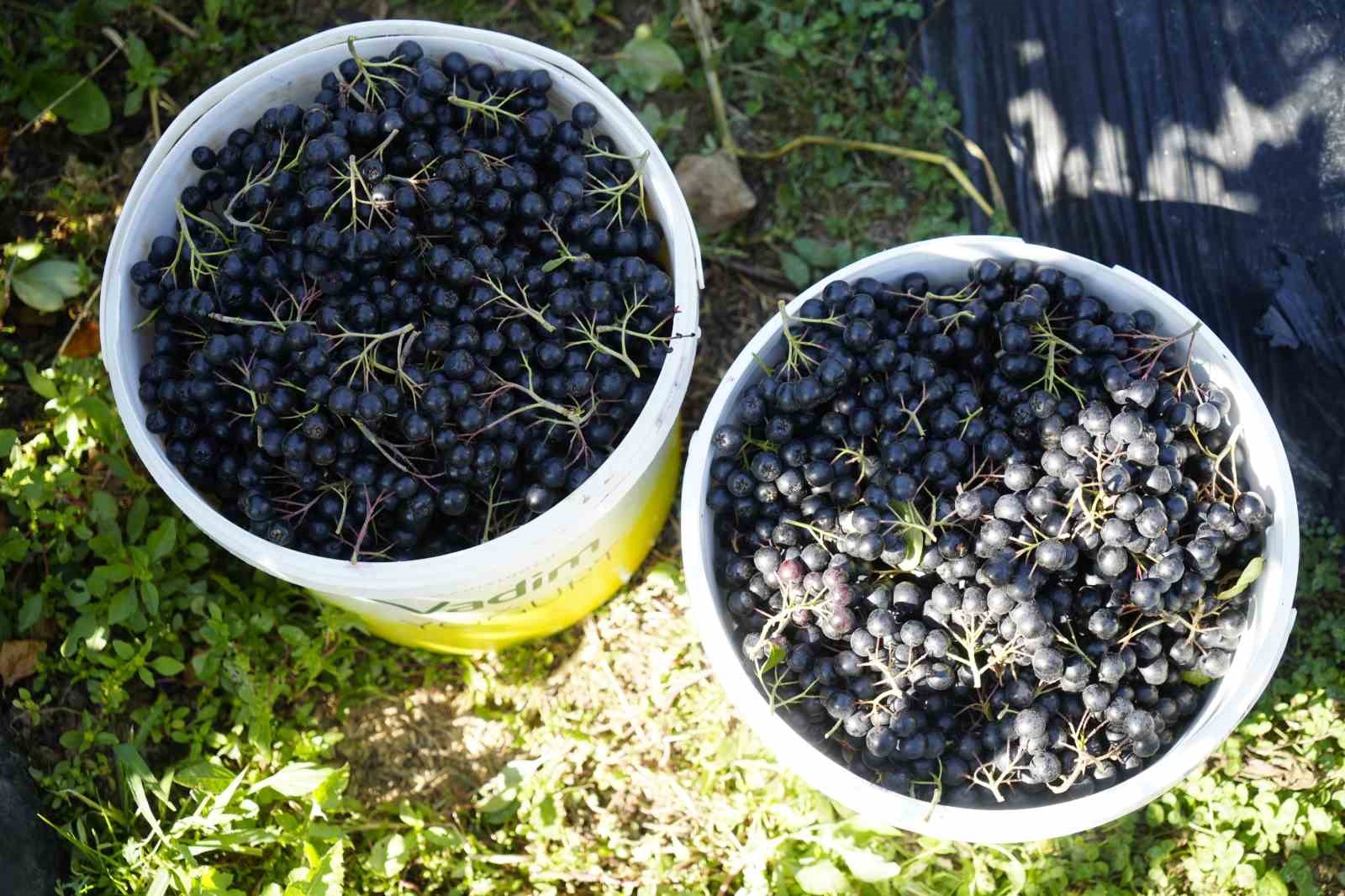 Gümüşhane’de aronya bereketi: 75 ton rekolte bekleniyor