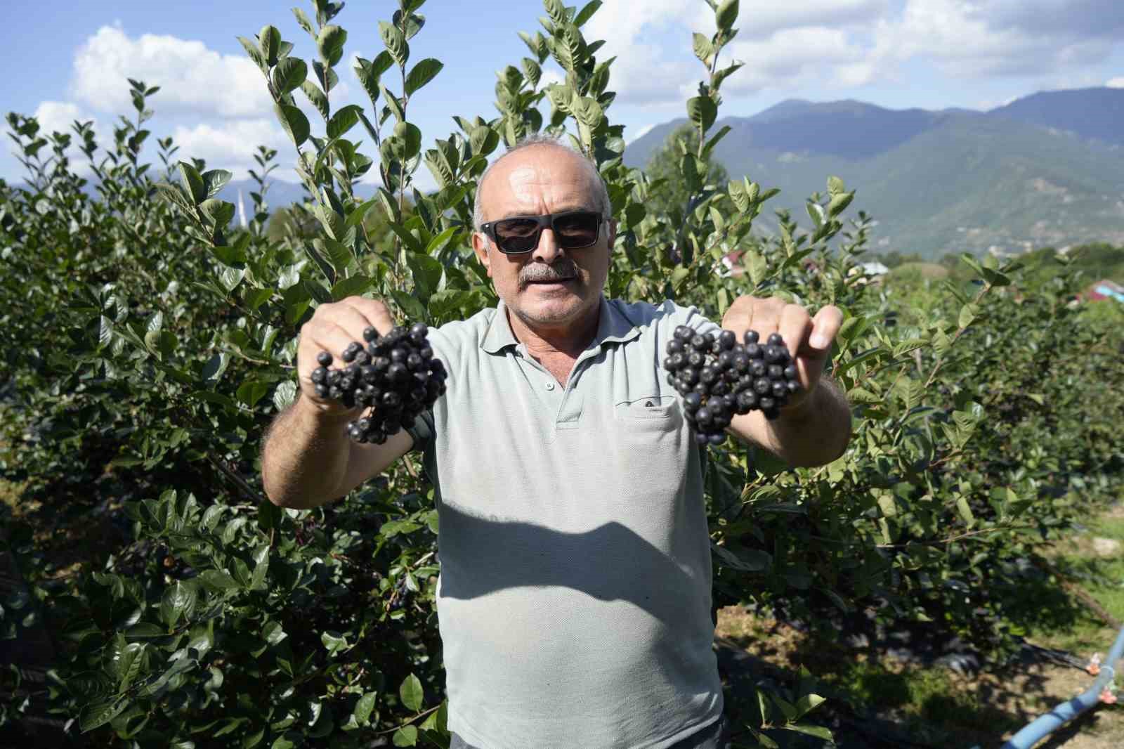 Gümüşhane’de aronya bereketi: 75 ton rekolte bekleniyor