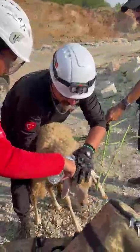 Yangın bölgesinde canlıların tahliyesi için seferber oldular