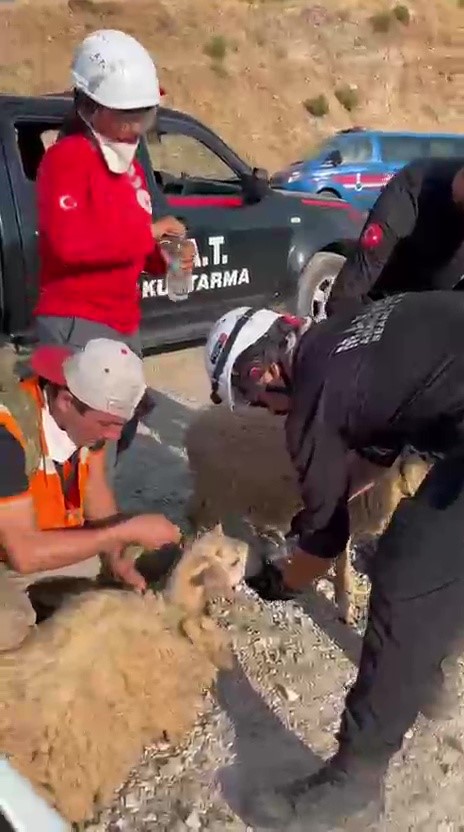 Yangın bölgesinde canlıların tahliyesi için seferber oldular