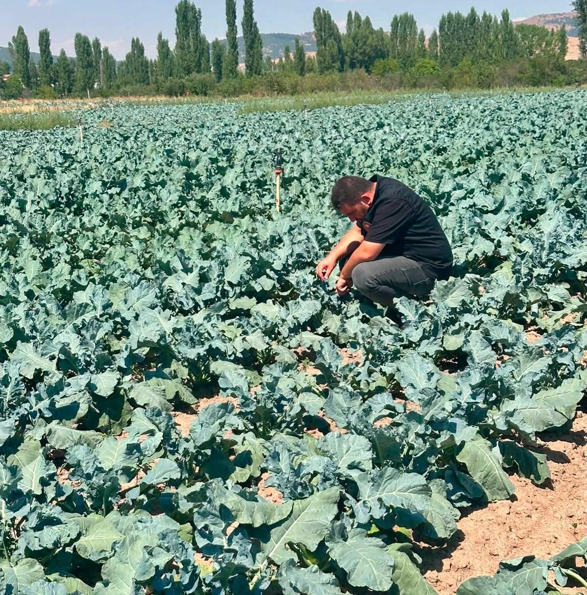 Sinanpaşa’da brokoli üretim alanlarında tarla kontrolleri gerçekleştirildi