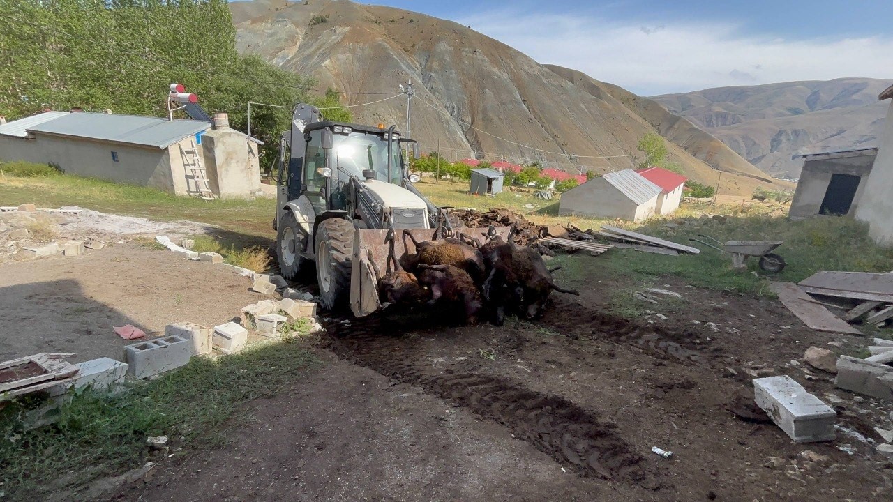 Erzincan’da ayı dehşeti: Ağıla ayı girdi, 144 küçükbaş hayvan telef oldu
