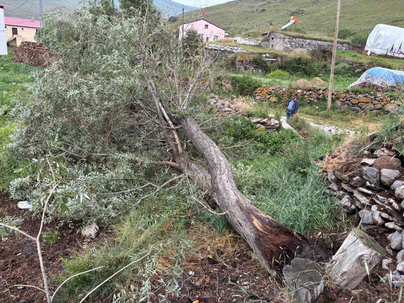 Ardahan’da şiddetli fırtına ağaçları kökünden söktü