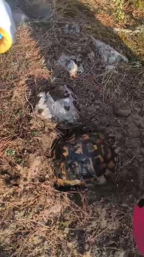 Alevlerden korunmak için kendini toprağa gömmeye çalışan kaplumbağayı ekipler kurtardı