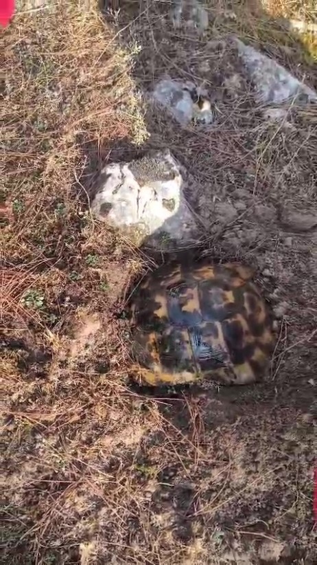 Alevlerden korunmak için kendini toprağa gömmeye çalışan kaplumbağayı ekipler kurtardı