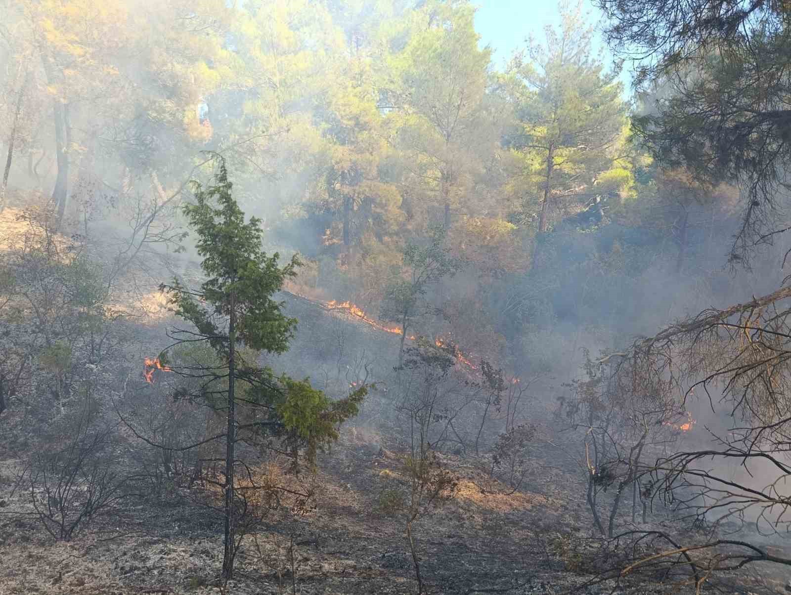 Bayramiç’teki orman yangını büyük ölçüde kontrol altında