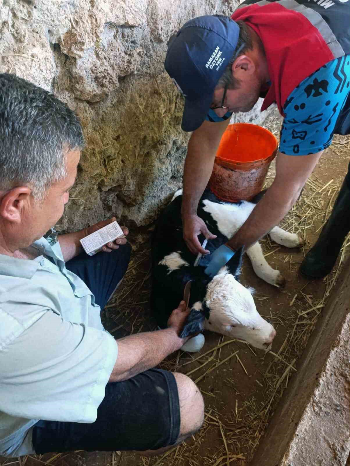 Muğla’da yeni doğan buzağılar için seferberlik