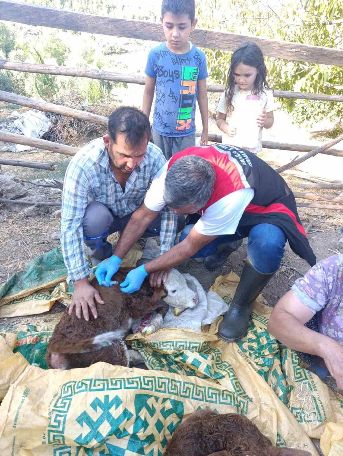 Muğla’da yeni doğan buzağılar için seferberlik