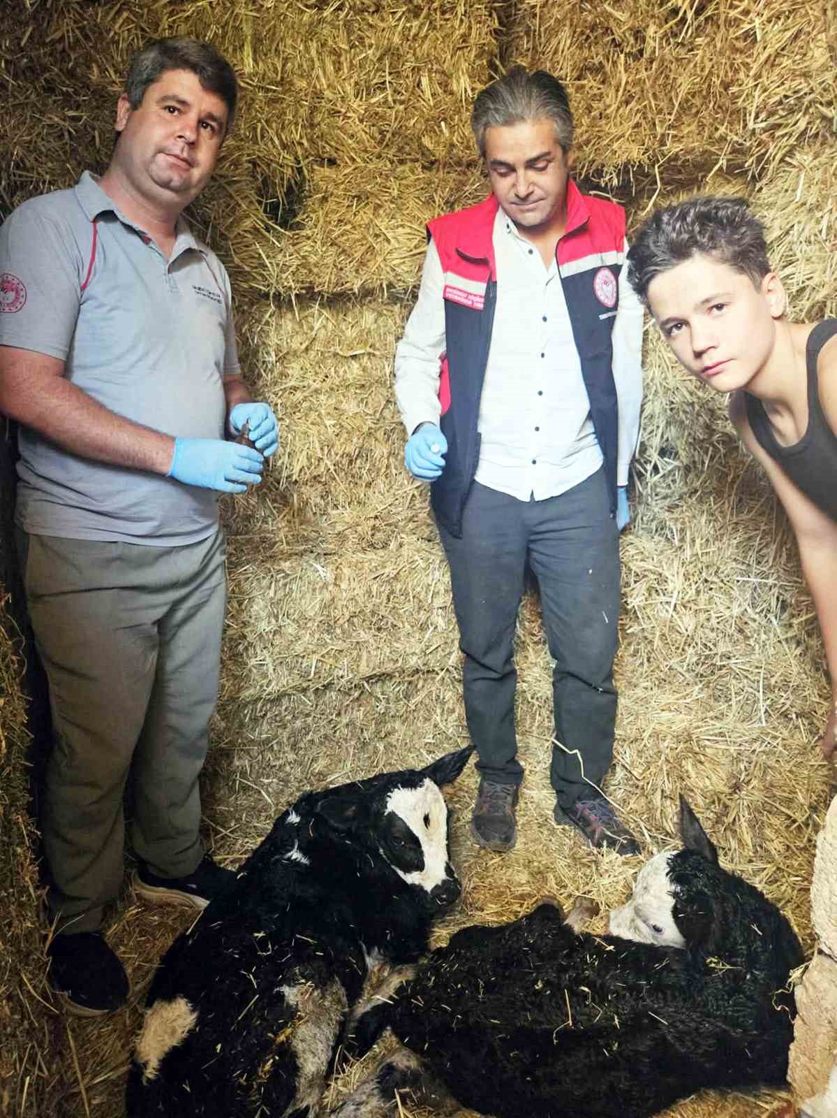 Muğla’da yeni doğan buzağılar için seferberlik