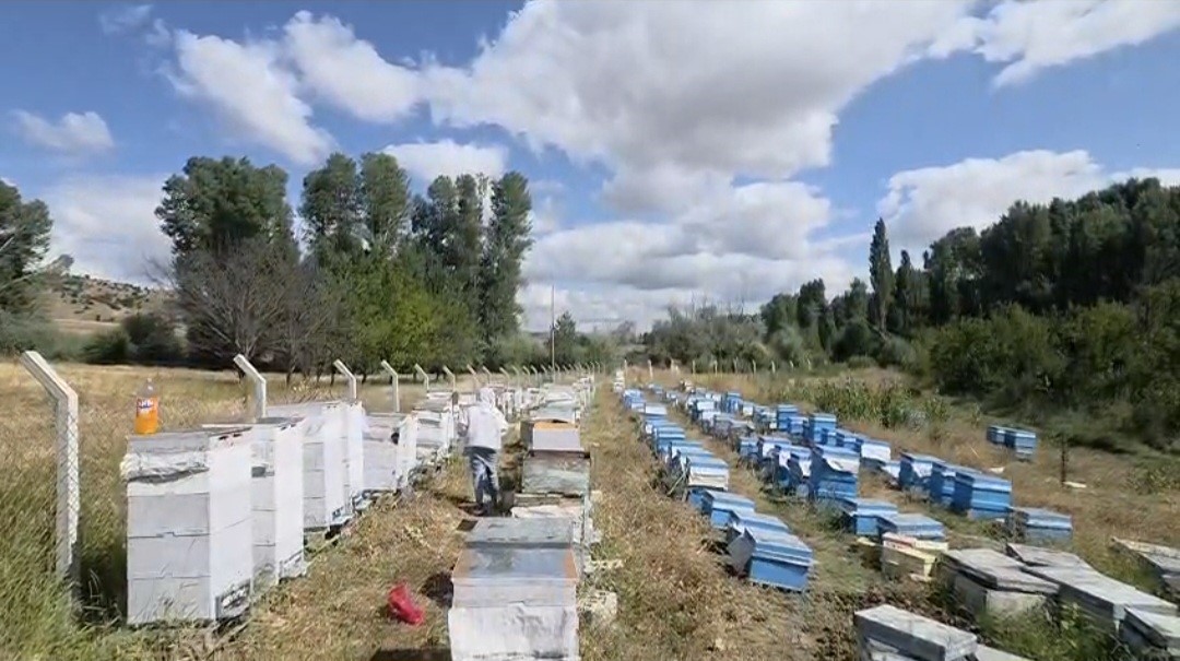 Hobi olarak 3 kovanla başladı, şimdi 250 arı kovanı var