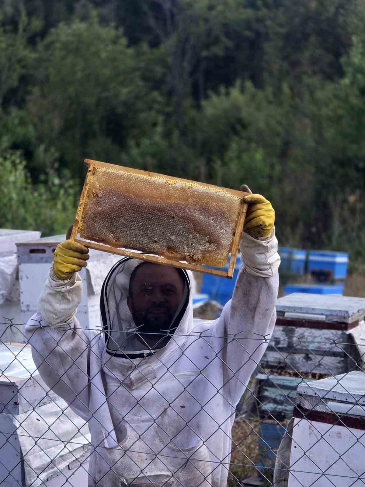 Hobi olarak 3 kovanla başladı, şimdi 250 arı kovanı var