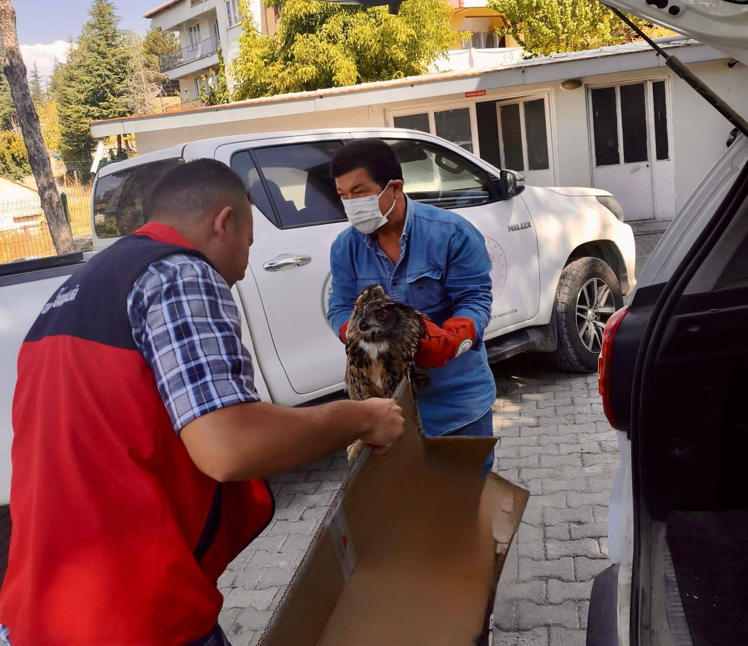 Yaralı puhu kuşu koruma altına alındı