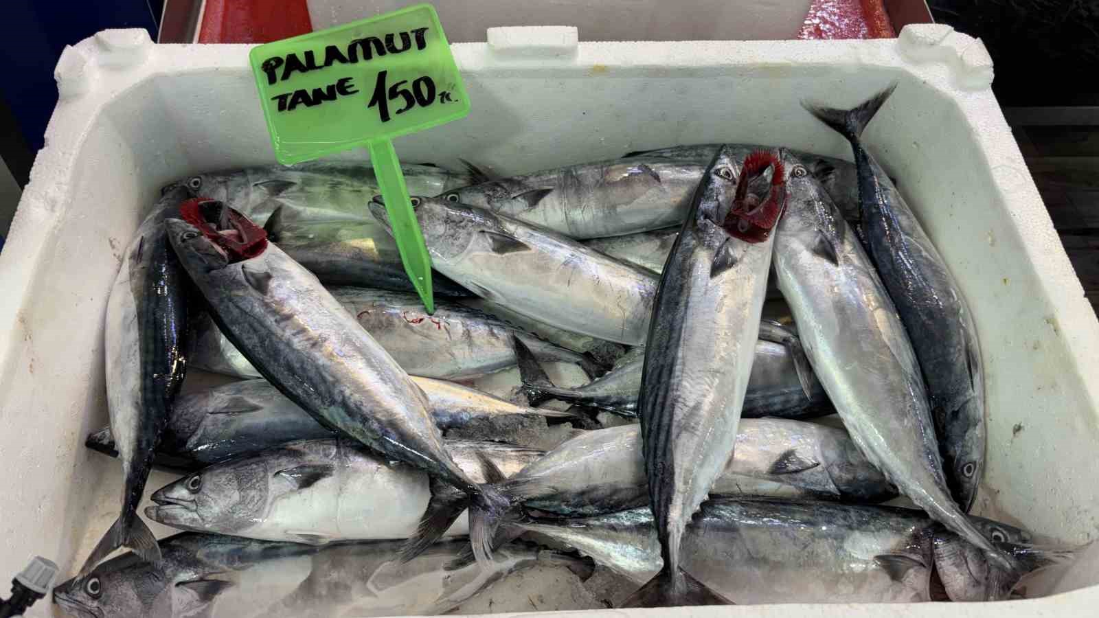 Sezonun ilk palamutları tezgahta