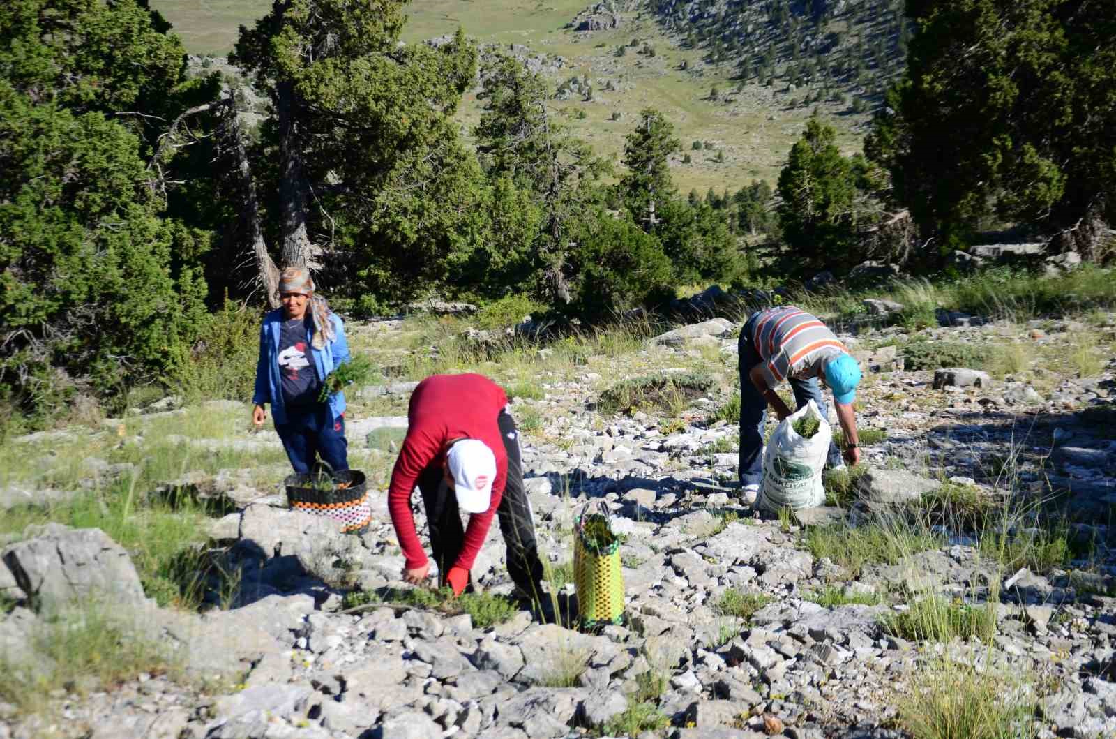 Toros Dağları’nda kekik mesaisi başladı, demeti 50 liradan satılıyor