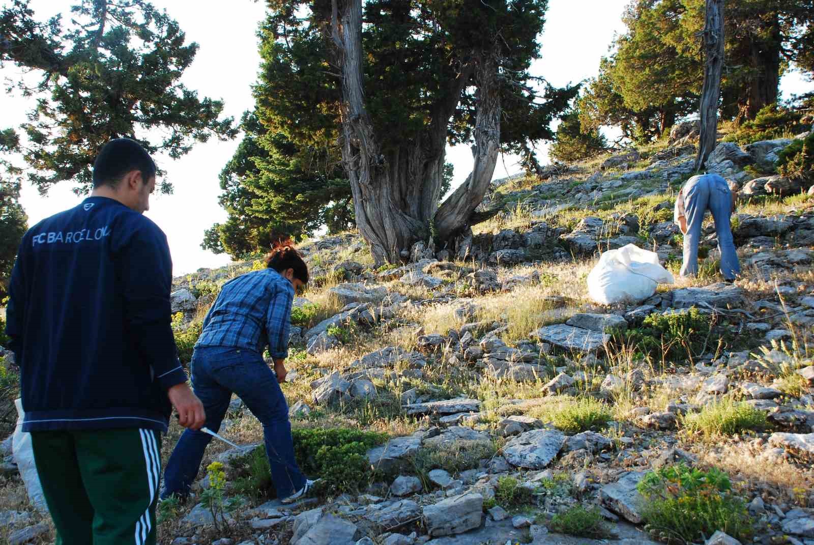 Toros Dağları’nda kekik mesaisi başladı, demeti 50 liradan satılıyor