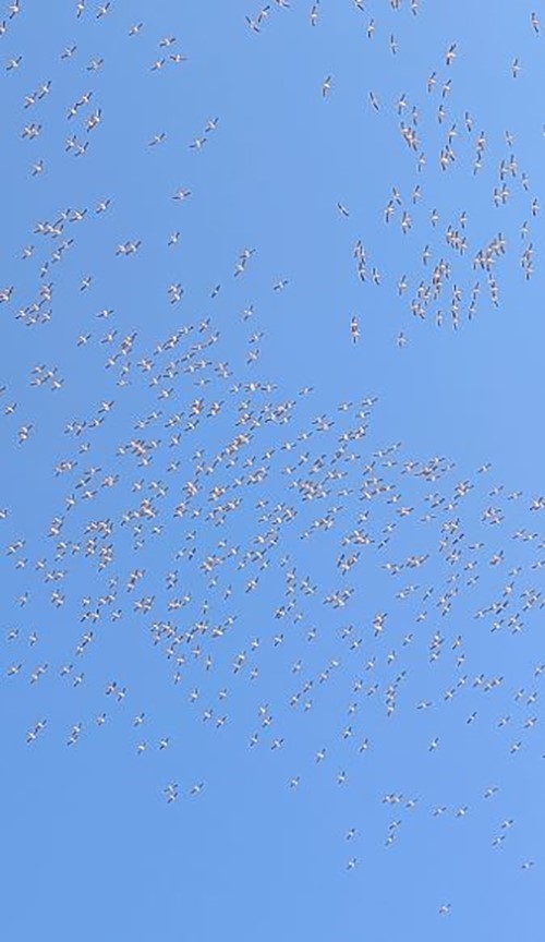 Tekirdağ’da göç eden ak pelikanlar görüntülendi