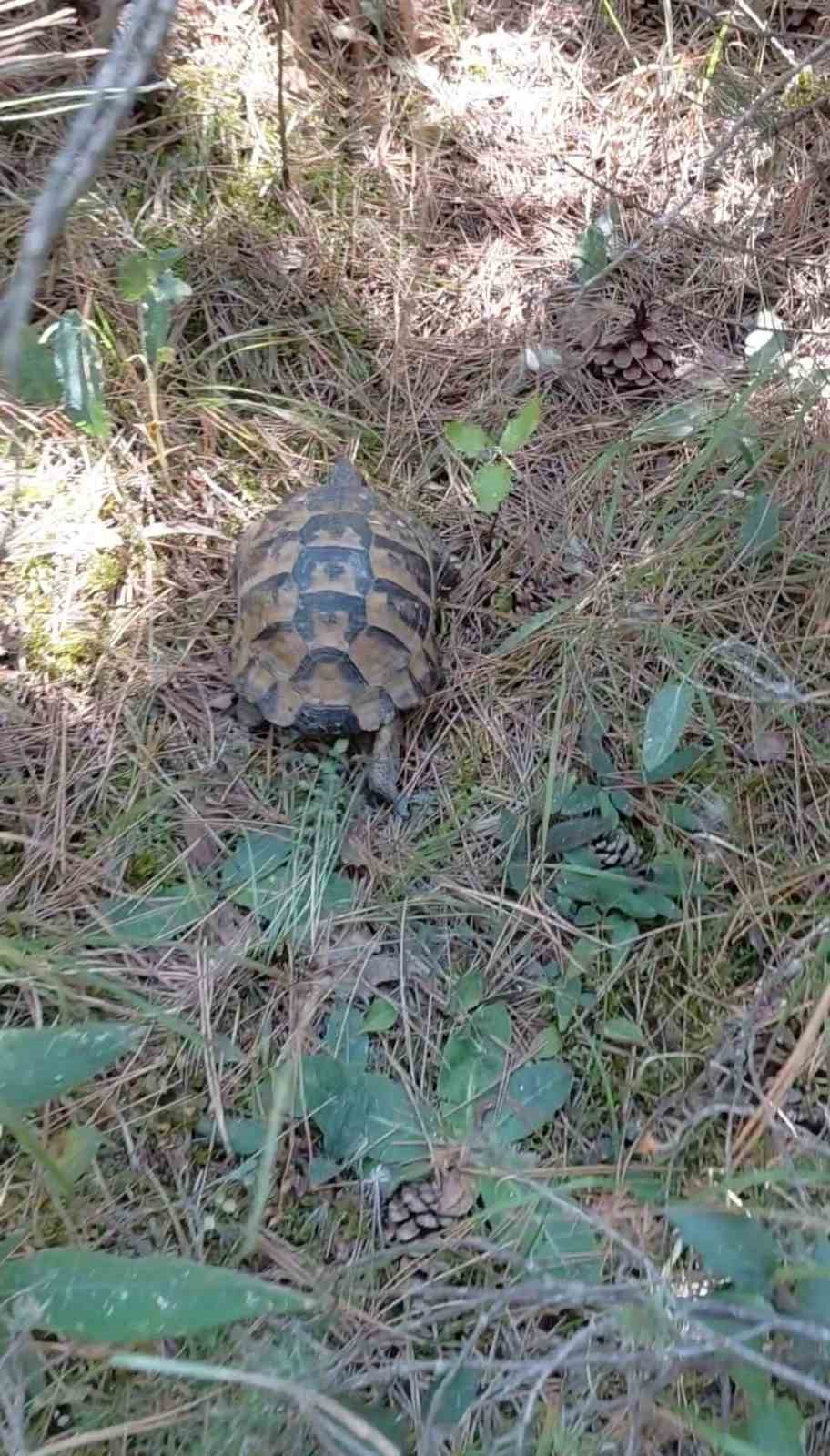 Bolu’daki orman yangınında yürek burkan manzara