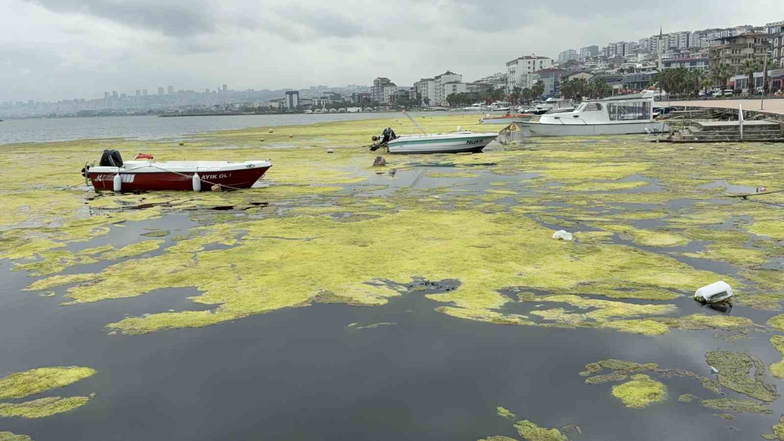 Kurupelit Yat Limanı’ndaki yosunlaşma ve koku problemine çözüm