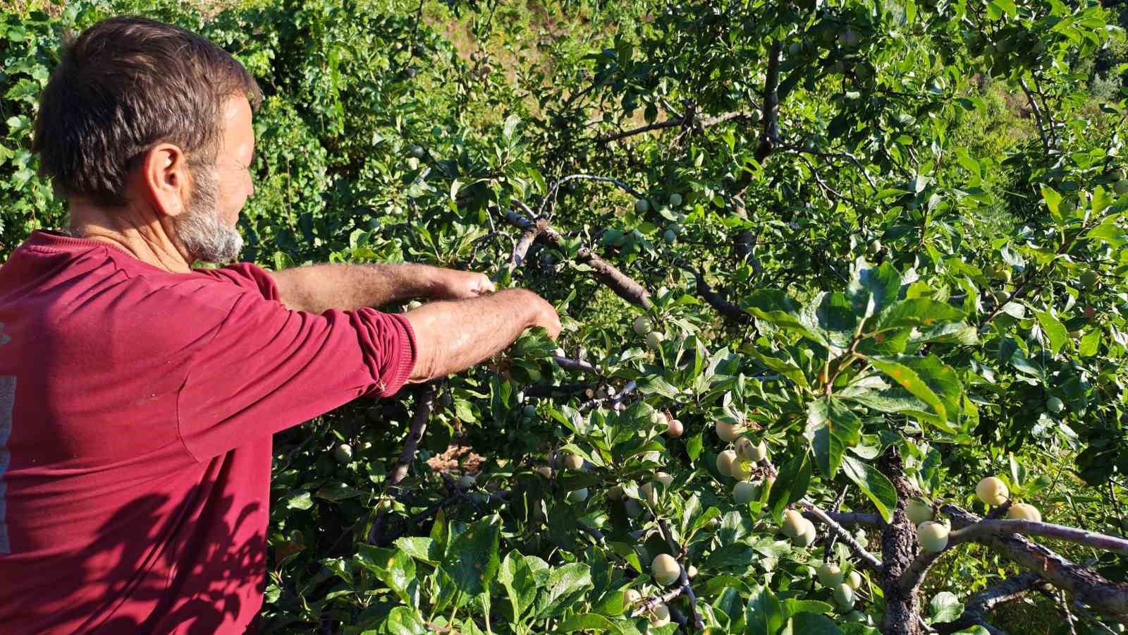 Manisa’da 138 yıllık lezzette hasat başladı
