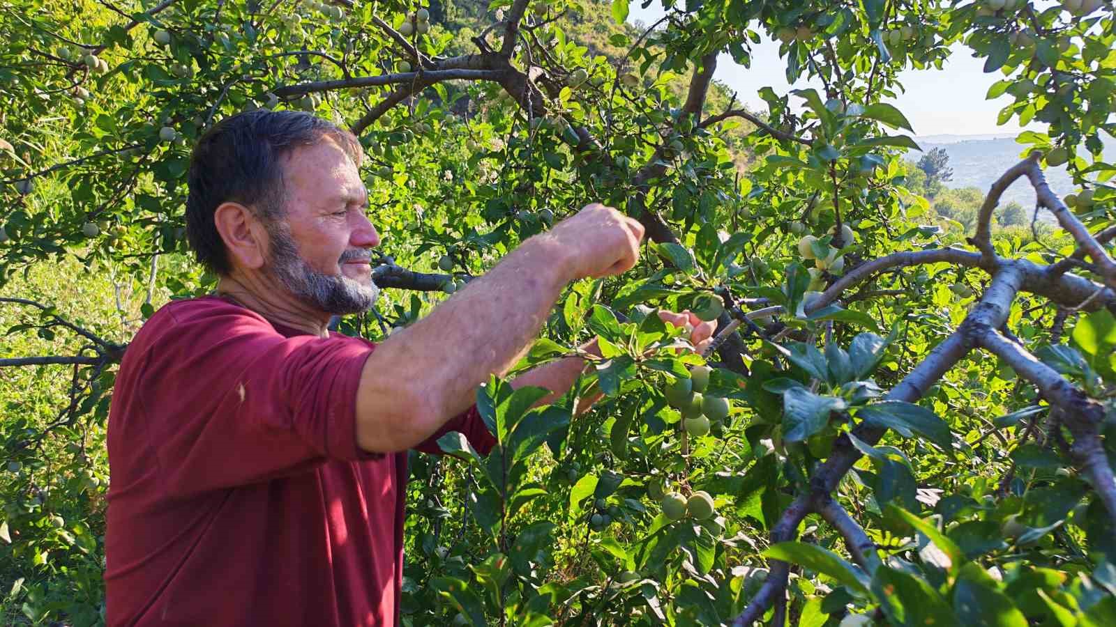 Manisa’da 138 yıllık lezzette hasat başladı
