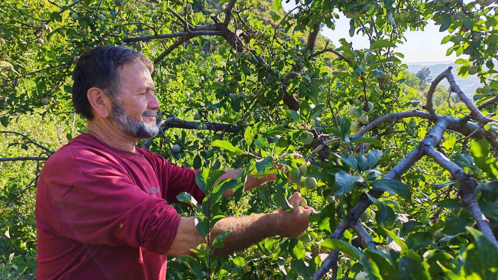 Manisa’da 138 yıllık lezzette hasat başladı