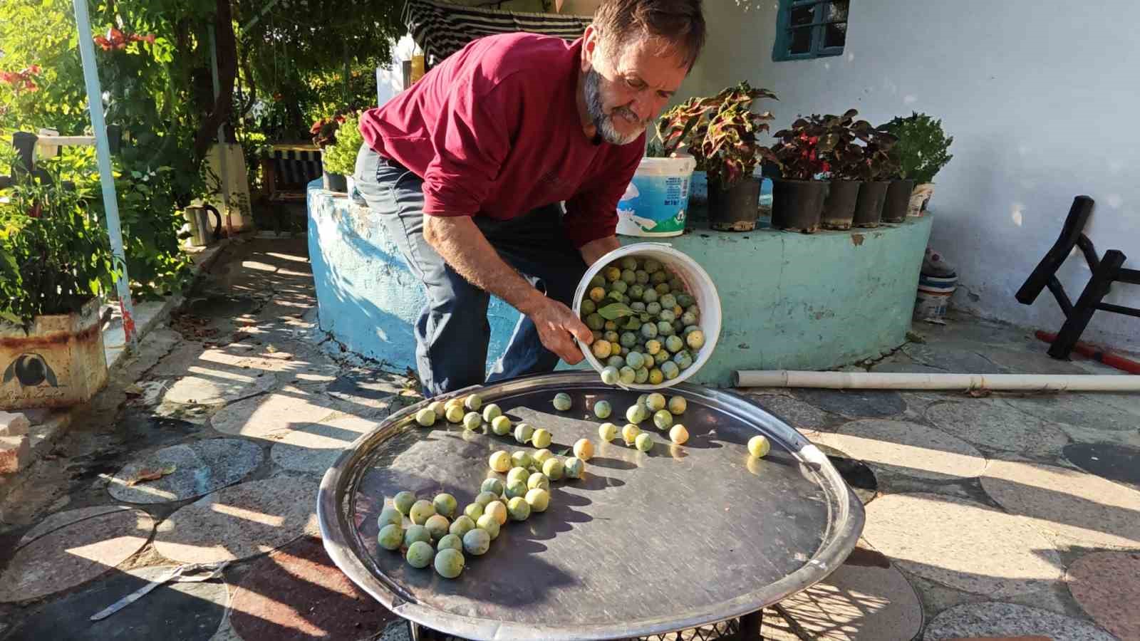 Manisa’da 138 yıllık lezzette hasat başladı