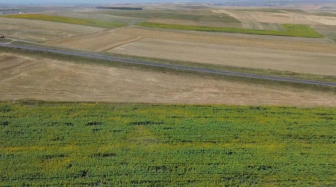 Kars’ta tarım arazileri havadan görüntülendi: Tarlalar halı ve kilim desenlerini aratmadı