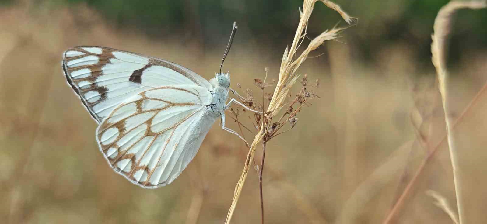 Bitlis’in kelebek türlerine bir yenisi daha eklendi