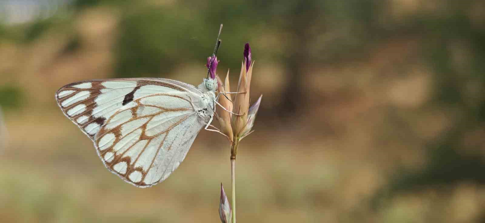 Bitlis’in kelebek türlerine bir yenisi daha eklendi