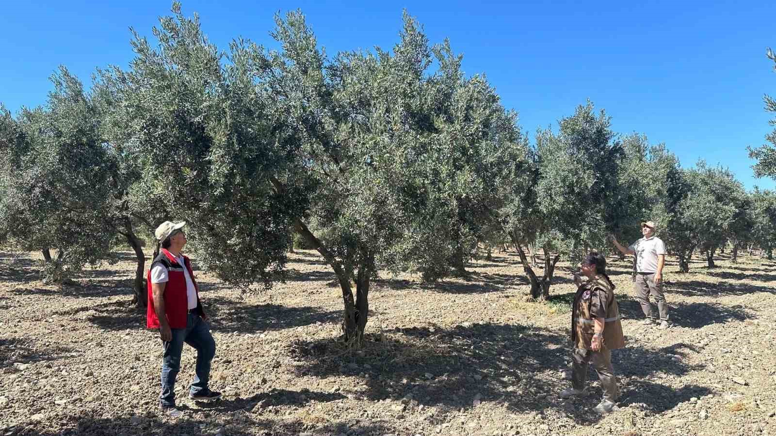 Manisa’da 2026 zeytin ve zeytinyağı rekoltesi sahada belirlenecek