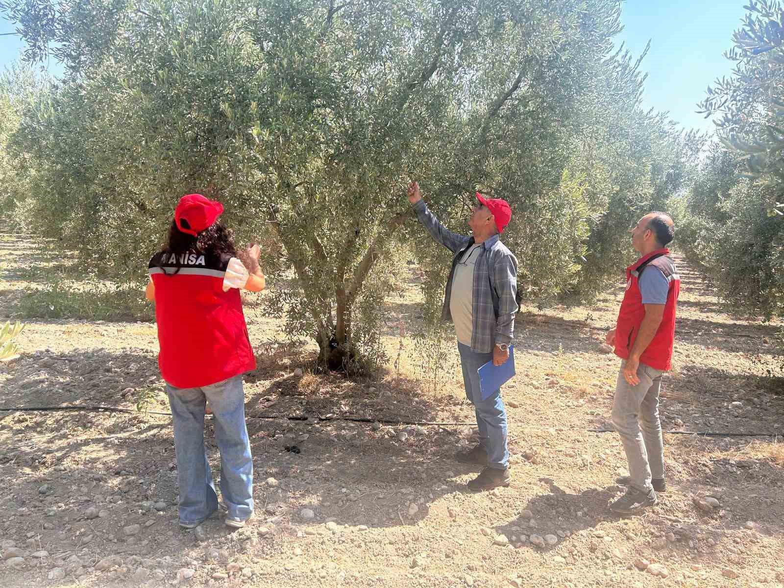 Manisa’da 2026 zeytin ve zeytinyağı rekoltesi sahada belirlenecek