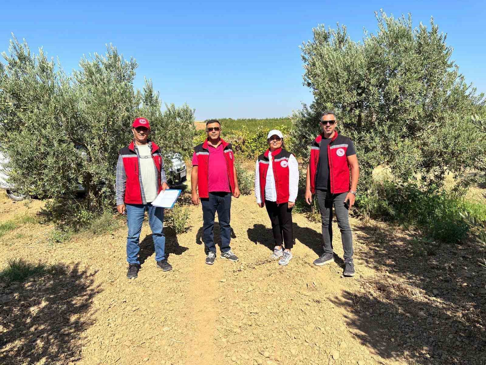 Manisa’da 2026 zeytin ve zeytinyağı rekoltesi sahada belirlenecek