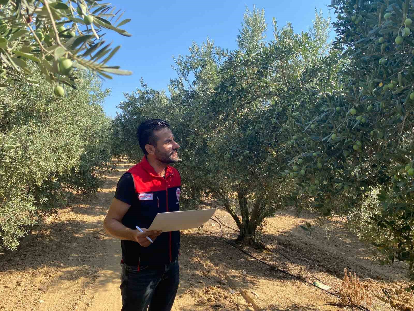 Manisa’da 2026 zeytin ve zeytinyağı rekoltesi sahada belirlenecek