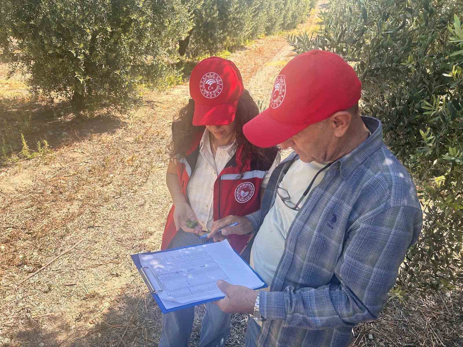 Manisa’da 2026 zeytin ve zeytinyağı rekoltesi sahada belirlenecek