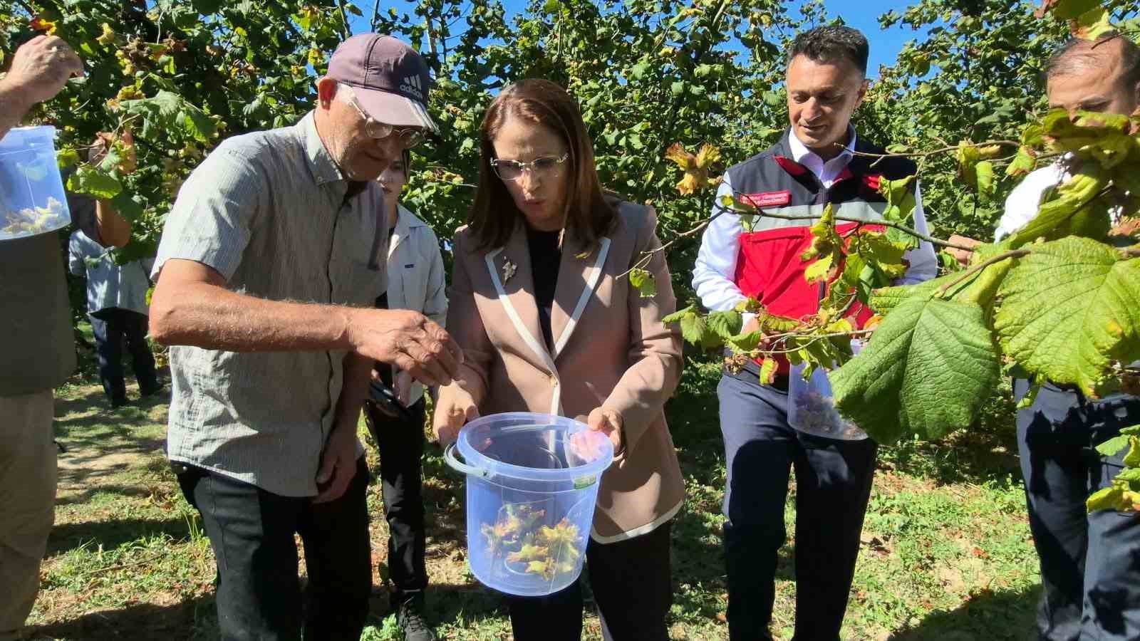 Vali Arslan, Bartın’da fındık hasadına katıldı