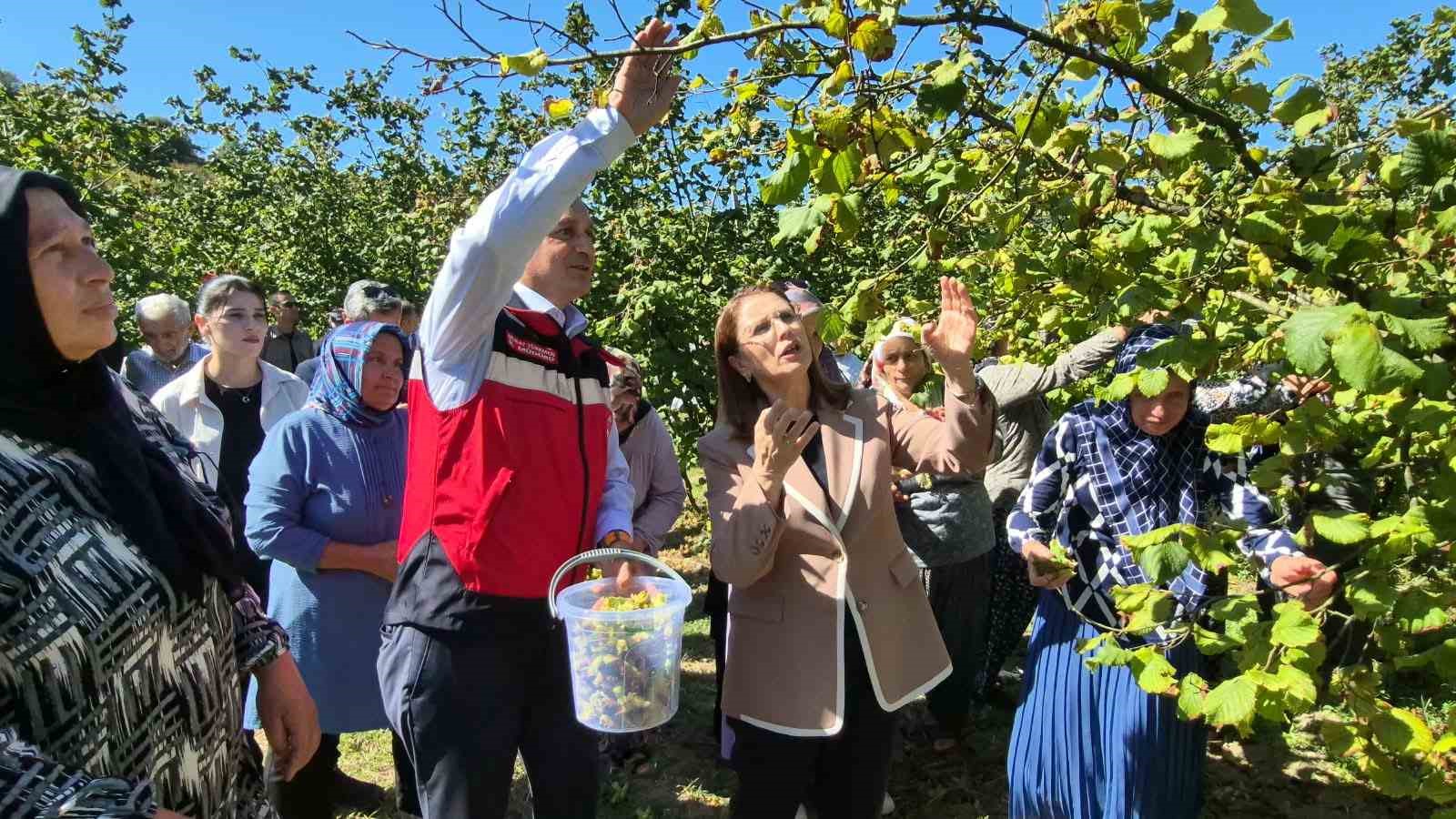 Vali Arslan, Bartın’da fındık hasadına katıldı