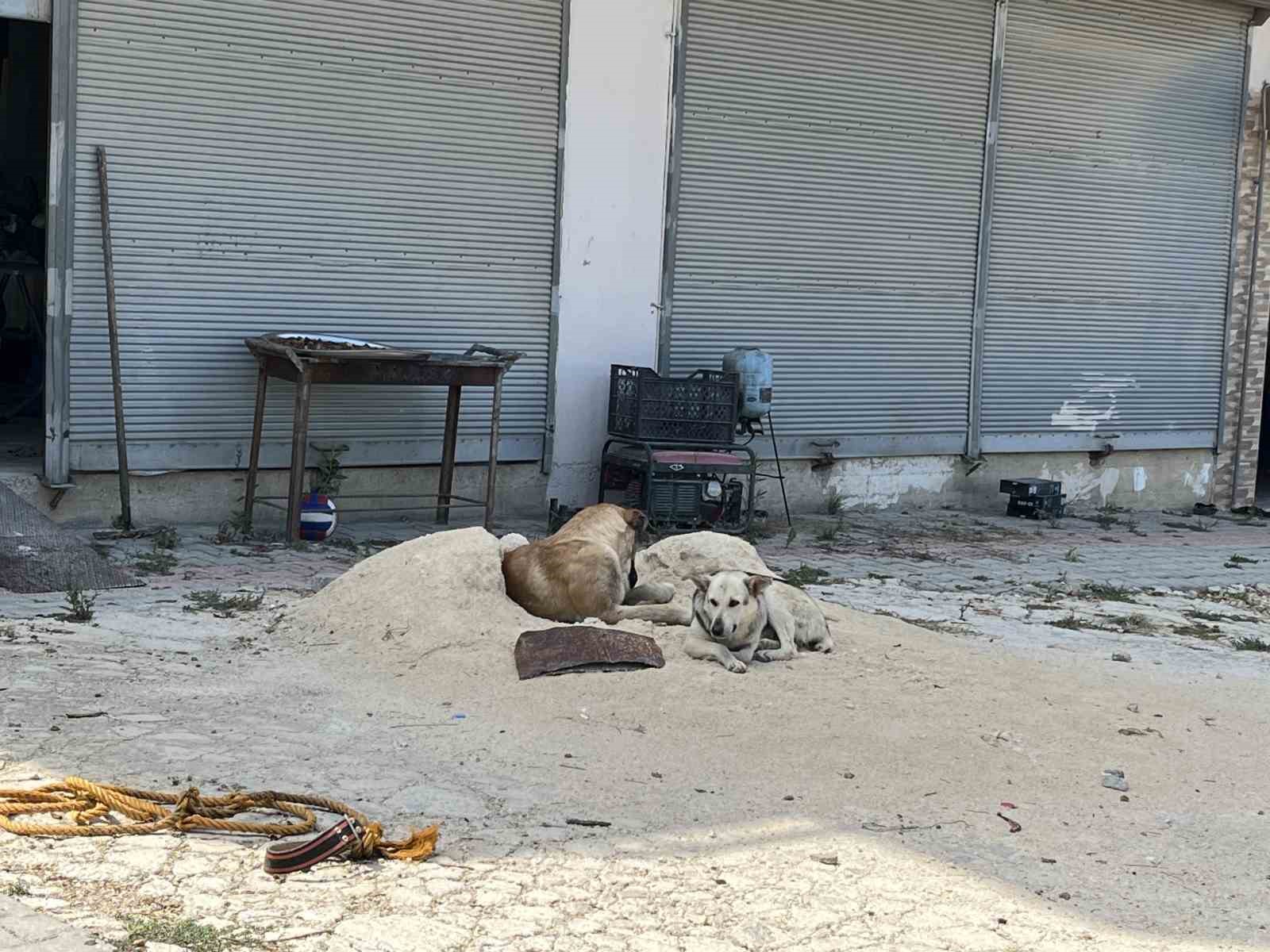 ’Severdim’ dediği sokak köpeğinin ısırdığı çocuk ayağından yaralandı