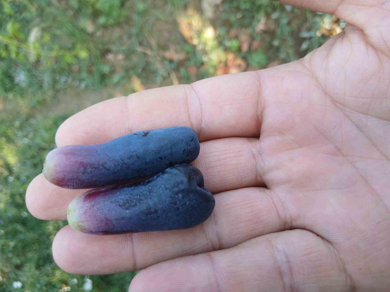 Sarıgöl’de yeni üzüm çeşidi merak uyandırdı