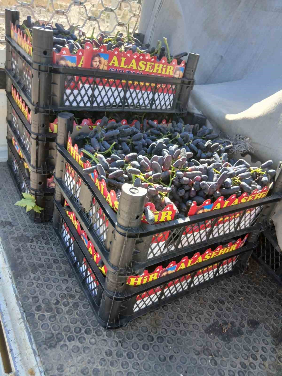 Sarıgöl’de yeni üzüm çeşidi merak uyandırdı
