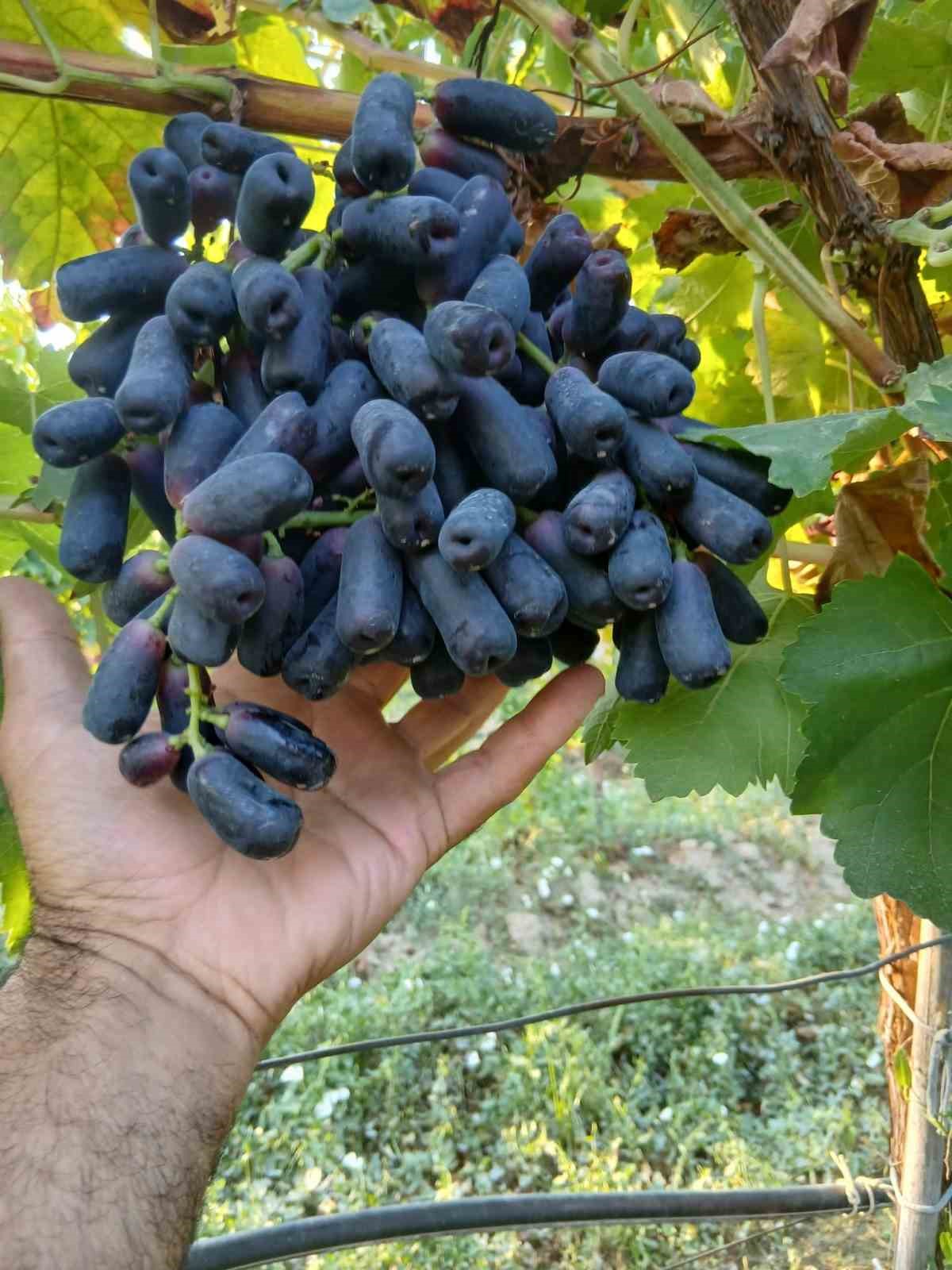 Sarıgöl’de yeni üzüm çeşidi merak uyandırdı
