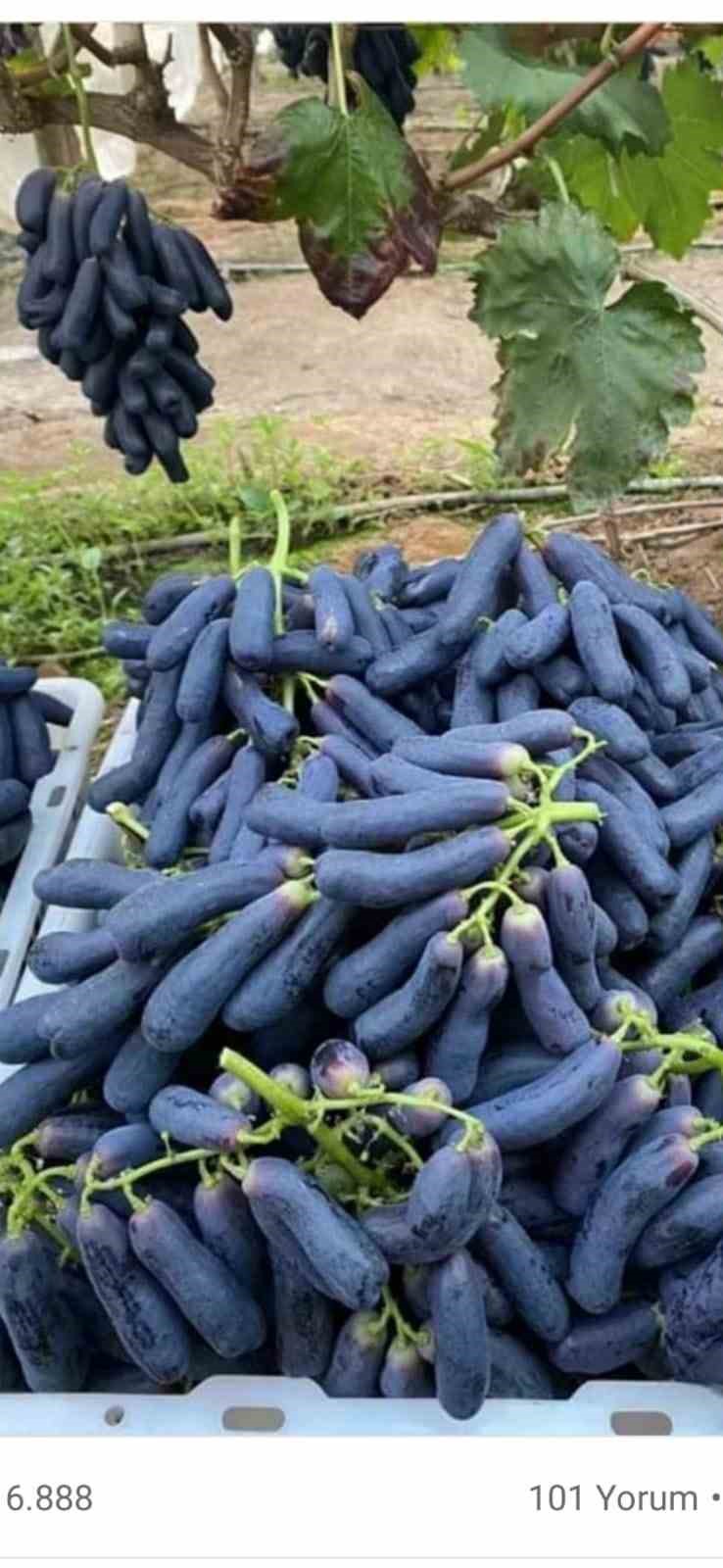 Sarıgöl’de yeni üzüm çeşidi merak uyandırdı