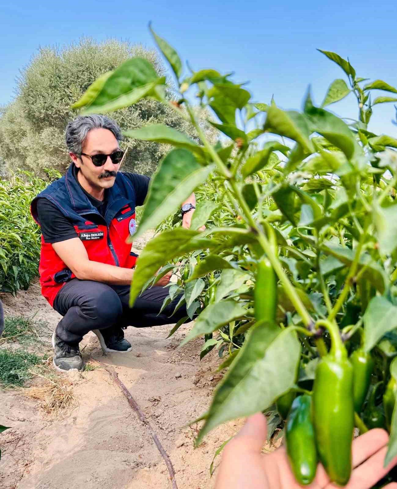 İscehisar’da jalapeno biber arazilerinde saha kontrolü